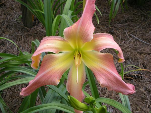 Webster's Pink Wonder